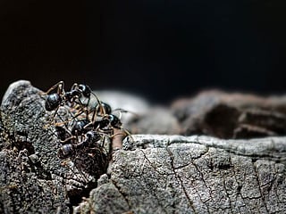 A two-Michelin-star restaurant owner in South Korea admits serving ants on sorbets but prosecutors say the garnish broke food safety laws. Photo for illustrative purposes only