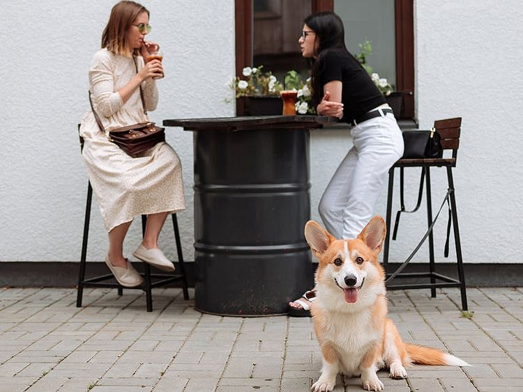 dog restaurant cafe