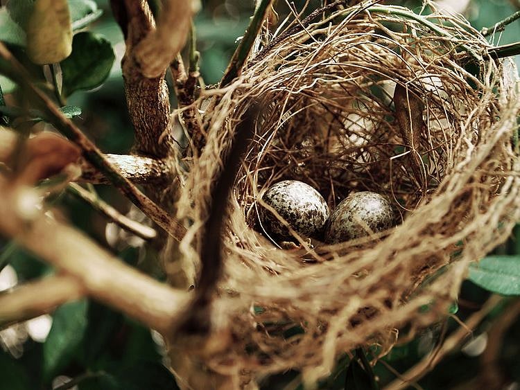 STOCK bird nest