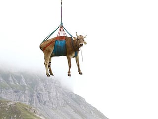 Photos: Injured Swiss cows get helicopter ride from Alpine pastures