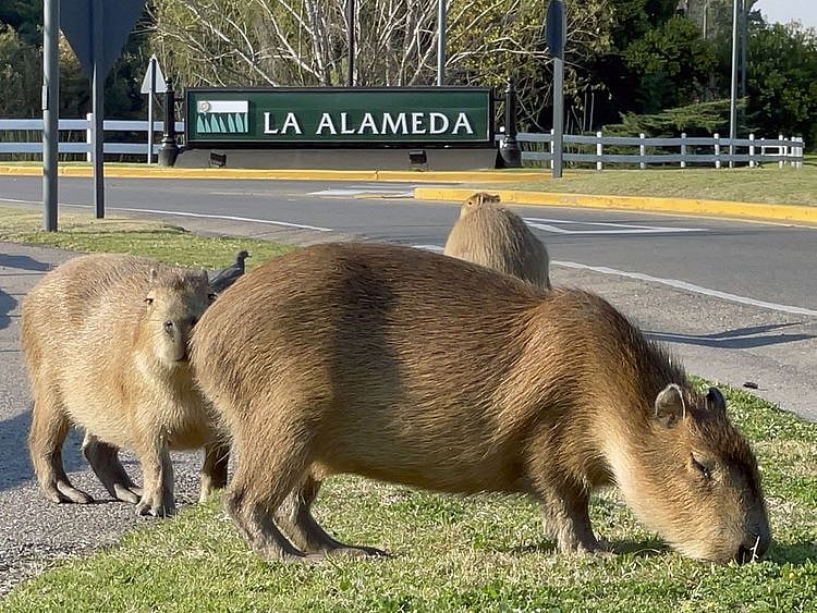 20210831 capybaras