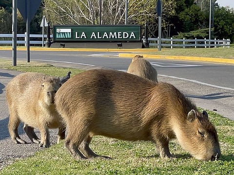 Capybaras eat grass next to a street in a gated community in Tigre, Buenos Aires.