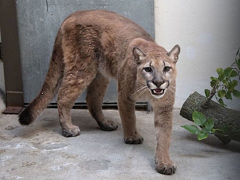 Sasha isn't the first big cat or exotic pet to have come to the attention of authorities in New York.