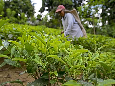 A labourer works at a tea plantation in Ratnapura.  