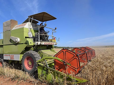 A Tunisian farmer harvests wheat in the agricultural region of Jedaida, some 30 kilometres northwest of the capital Tunis.  