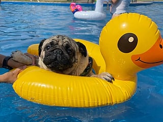 There's a 'doggie pool pawty' in RAK this weekend you don't want to miss