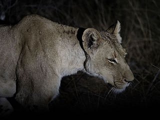 Photos: South Africa's lions prosper with careful watch and fenceless parks
