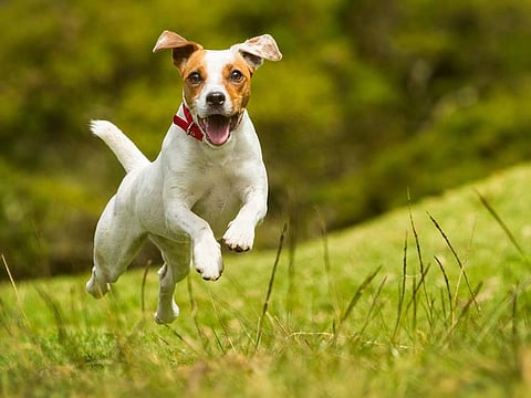 Jack Russell Terrier