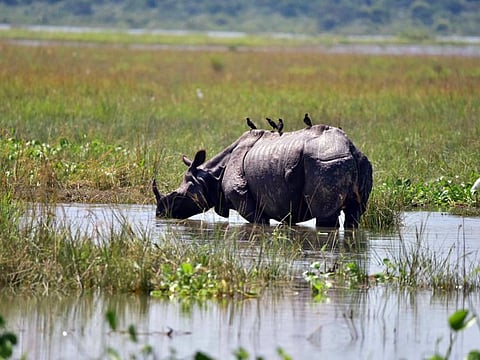 A rhino takes shelter at a higher land at the flood-hit Kaziranga National Park, in Golaghat.