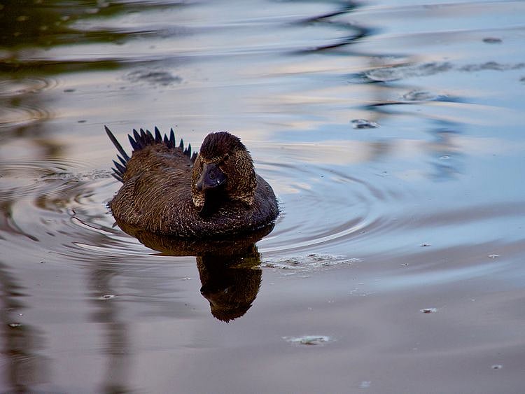 Australian musk duck