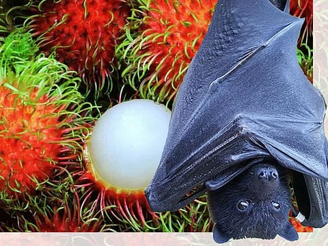  Fruit bats of the family Pteropodidae – particularly species belonging to the Pteropus genus – are the natural hosts for Nipah virus. Eating contaminated fruits or food may expose someone to the deadly viral disease.