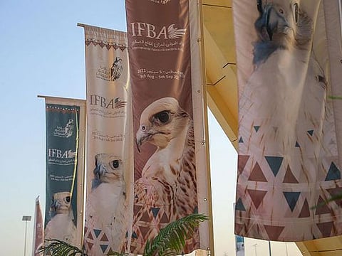 The auction held in the Saudi Falcon Club in Malham north of Riyadh will be followed by more events of interest to falconers in the world and around the world.