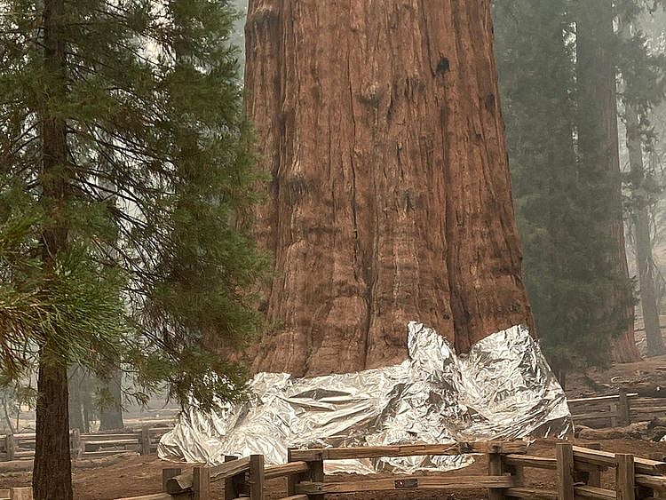 Firefighters wrap the historic General Sherman Tree, estimated to be around 2,300 to 2,700 years old, with fire-proof blankets in Sequoia National Park, California.