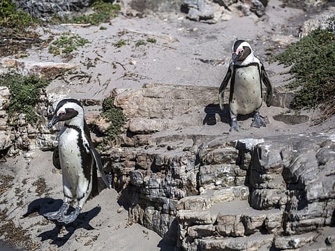African penguins on the beach at Betty’s Bay, a resort town in South Africa, on November 13, 2017. More than 60 endangered African penguins were recently found dead, all with multiple bee stings and no other external injuries, according to officials in Simon’s Town, a coastal city in South Africa where the birds regularly migrate. (Joao Silva/The New York Times)