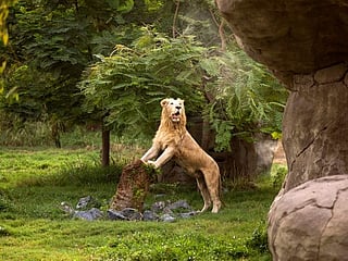 From the Editors: Dubai Safari all set to add to city's charm 