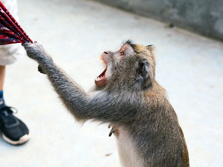 monkey attacking