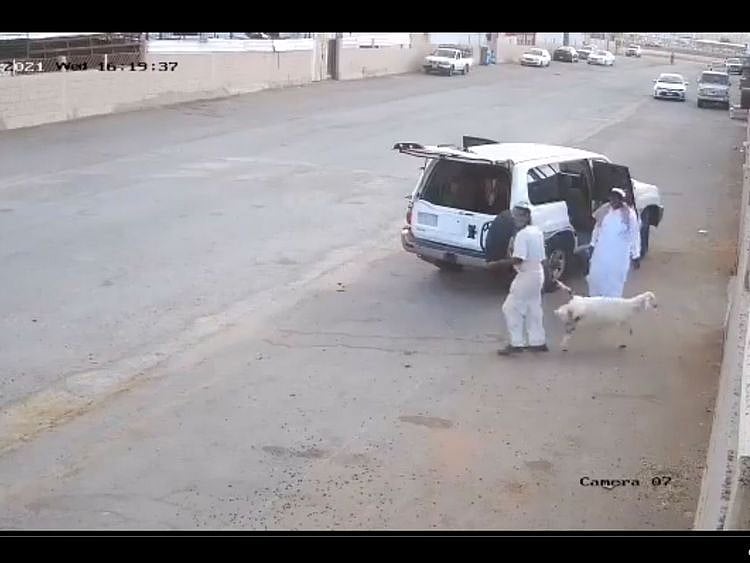 A video of the incident has gone viral on Saudi social media, showing the moment the two men put the goat inside their 4WD and drive away.