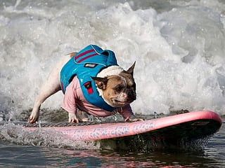Photos: Canines show off skills at annual dog surfing competition