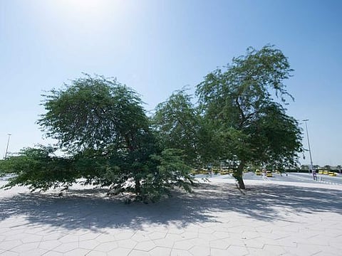 A Ghaf Tree named Salama at Expo 2020 Dubai site. 