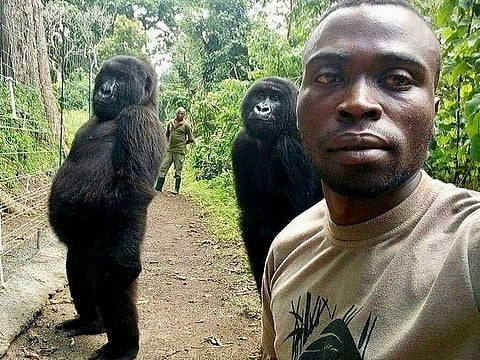 Mathieu Shamavu, a ranger and caretaker at the Senkwekwe Centre for Orphaned Mountain Gorillas, poses for a photo with female orphaned gorillas Ndakasi, left, and Ndeze, centre, at the Senkwekwe Centre for Orphaned Mountain Gorillas in Virunga National Park, eastern Congo Thursday, April 18, 2019. The 14-year-old mountain gorilla Ndakasi, made famous in a selfie with her caretaker at the Virunga National Park in Congo, has died Sept. 26, 2021 after a long illness, the park said. 