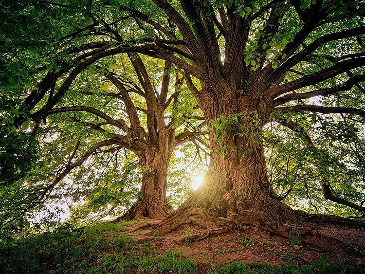 STOCK forest