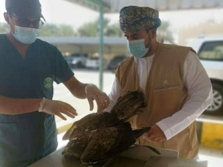 Striped eagle injured in cyclone in Oman flies away after treatment