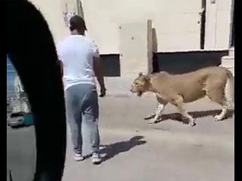 The lion was brought under control after being sedated, and was later transferred to a shelter centre for wild animals.