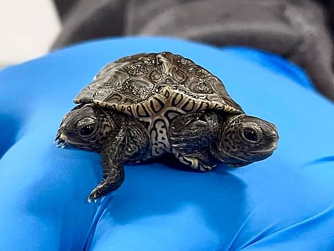 A diamondback terrapin hatchling with two heads, due to a rare condition called bicephaly, is seen after being rescued from a protected nesting site and brought to the Birdsey Cape Wildlife Center in Barnstaple, Massachusetts.