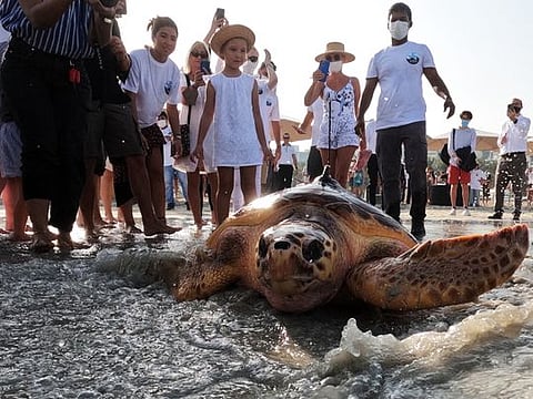 Photos: UAE’s Turtle Rehabilitation Project releases 14 endangered green, hawksbill loggerhead sea turtles