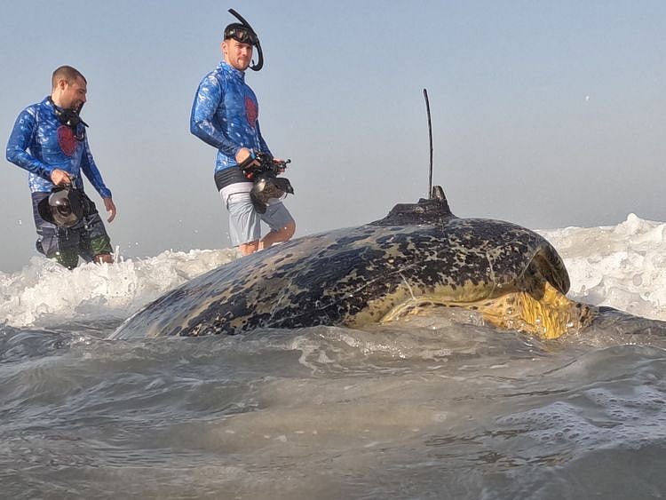 NAT 211019 Turtle Release CE052-1634804301437