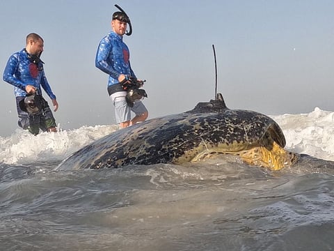 Turtles make their way back to their natural habitat after rehabilitation at a turtle release event held by the Jumeriah Group and Dubai Turtle Rehabilitation Project last Tuesday.