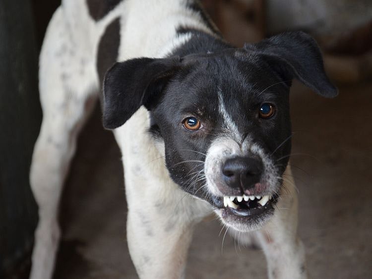 STOCK angry dog