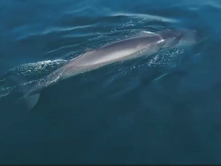 whale-1635222997869