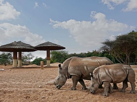 Al Ain Zoo welcomed the new rhinoceros into its Mixed African Exhibit, which already includes four other rhinos.