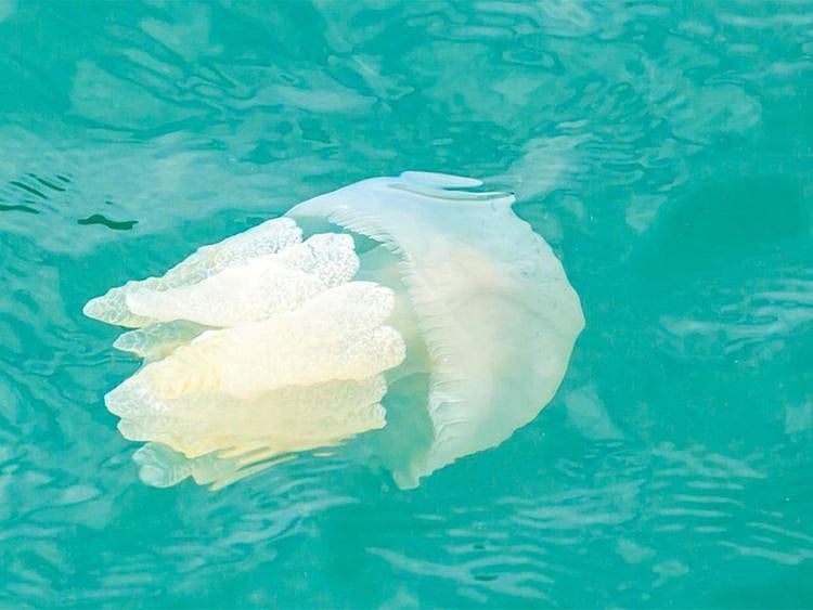 Steer clear of jellyfish in Abu Dhabi-1635520705728