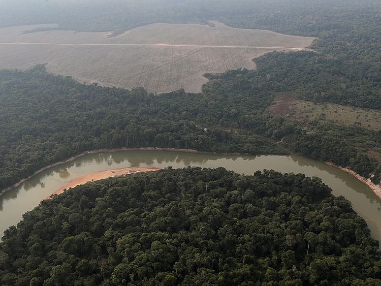 211102 Deforestation