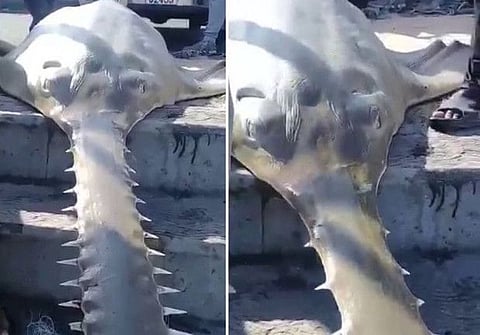 Extremely rare and critically endangered Longcomp Sawfish was caught by a fisherman near the Pakistan-Iranian border on October 29, 2021.