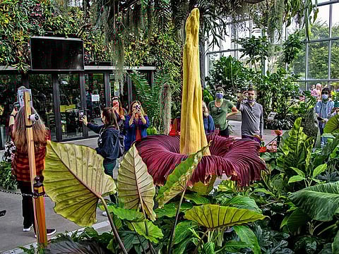 People get a look at the rare Amorphophallus titanum, better known as the corpse plant, at the San Diego Botanic Gardens in Encinitas, California.