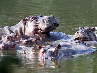 Birth control for Colombia's hippos: Contraceptive darts 