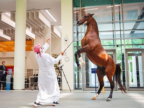 The Arabian horse show at Repton Abu Dhabi on Sunday 