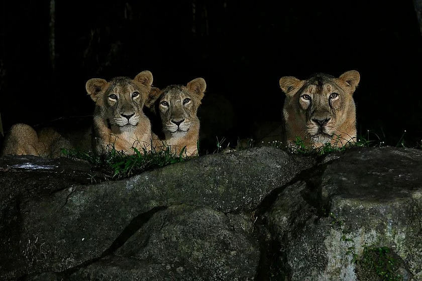 lions-1636555869214