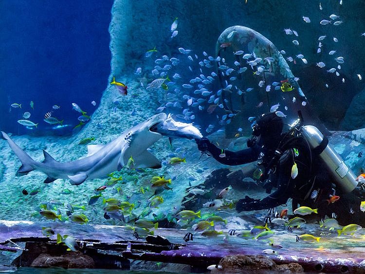 aquarium-1636726993672