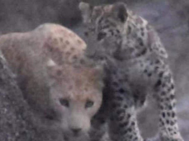 20211114 pink leopard