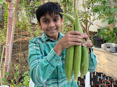 For Ayyan, 10, the backyard in his villa is his playground, its green harvest his greatest thrill. 