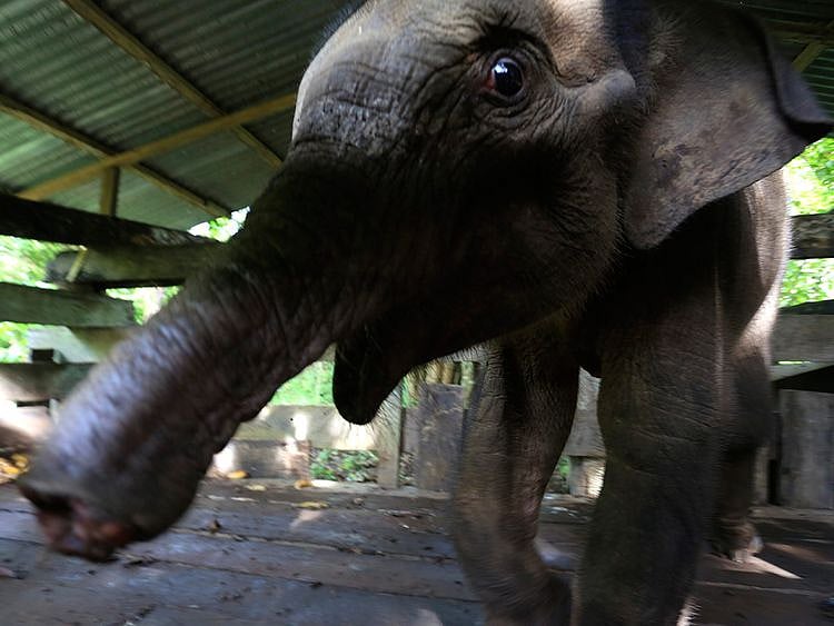 A Sumatran elephant calf that lost half of its trunk, is treated at an elephant conservation center in Saree, Aceh Besar, Indonesia, on November 15, 2021.