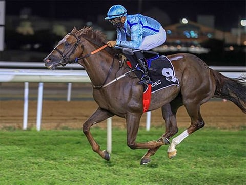 LOOK: Purebred Arabians dazzle as Brazilian Bernardo Pinhiero scores treble at Al Ain Racecourse  
