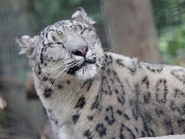 snowleopard_20211115_lincolnzoo-1636987128131