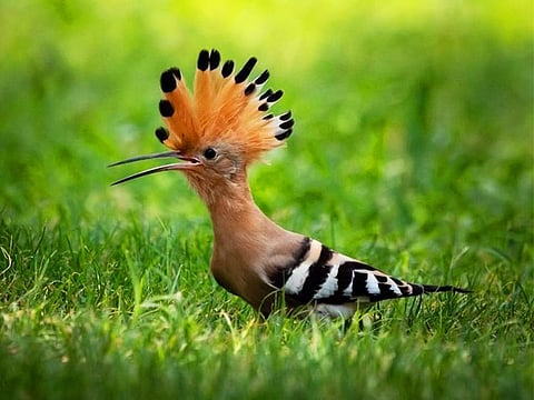  A beautiful Eurasian Hoopoe splaying its crown of feathers as it searches for grubs in the fresh grass in Al Majaz Park, Sharjah.