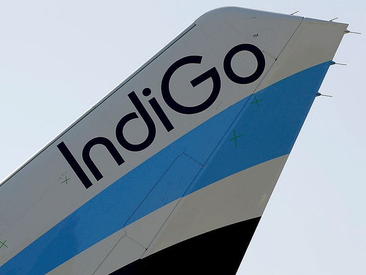 indigo-cropped.jpg