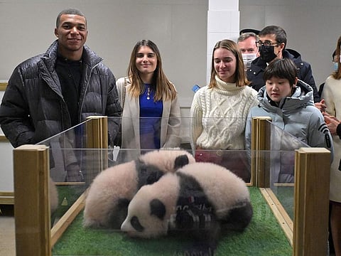 Gold medalist in 10-metre synchronised diving at the Tokyo OlympicsChina's Zhang Jiaqi (R) and French footballer Kylian Mbappe (L) pose with the two panda twins born last August 2 during a ceremony to reveal their final Chinese names at The Beauval Zoo in Saint-Aignan-sur-Cher, central France on November 18, 2021.